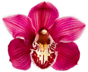 Extracto de orquídea